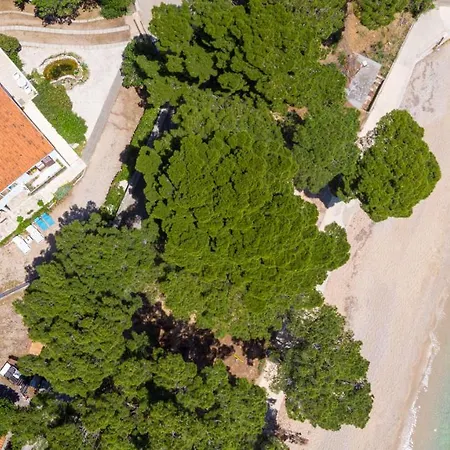 Beachfront Kate אורביץ